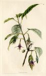 Fuschia exorticata, 1828