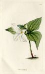 Trillium grandiflorum, 1828