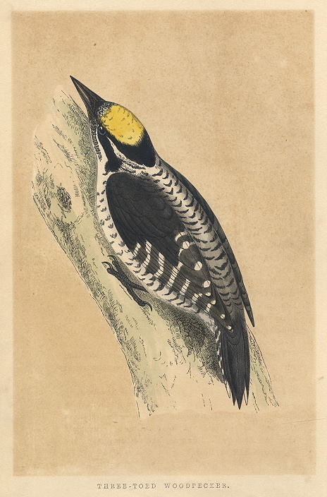 Three-Toed Woodpecker, Morris Birds, 1851