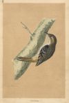 Creeper, Morris Birds, 1851