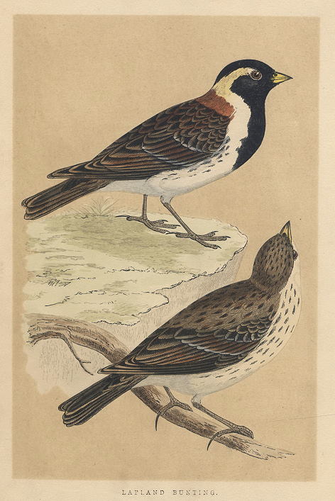 Lapland Bunting, Morris Birds, 1851