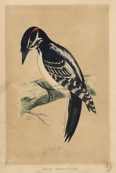 Hairy Woodpecker, Morris Birds, 1851