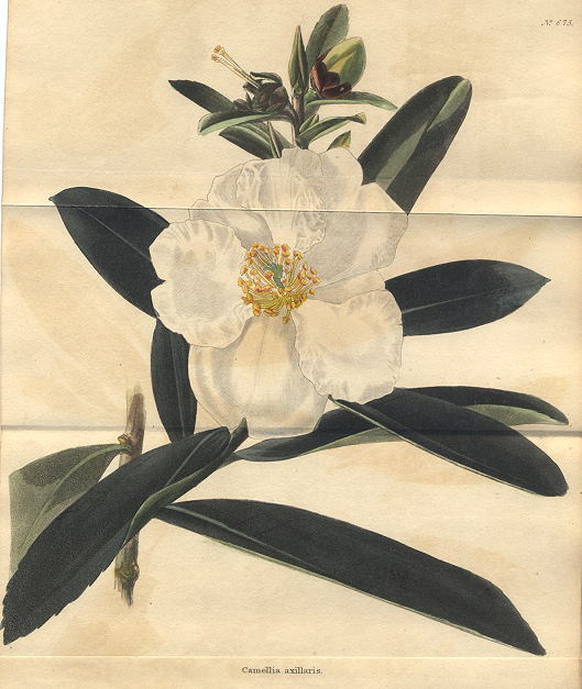 Camelia axillaris, 1822