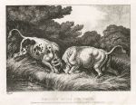 Fighting Bulls and Frogs, Howitt, 1810