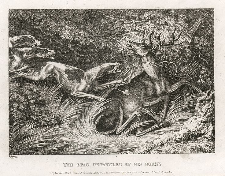 The Stag Entangled by his Horns, Howitt, 1810