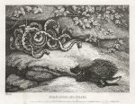 Porcupine and Snakes, Howitt, 1810