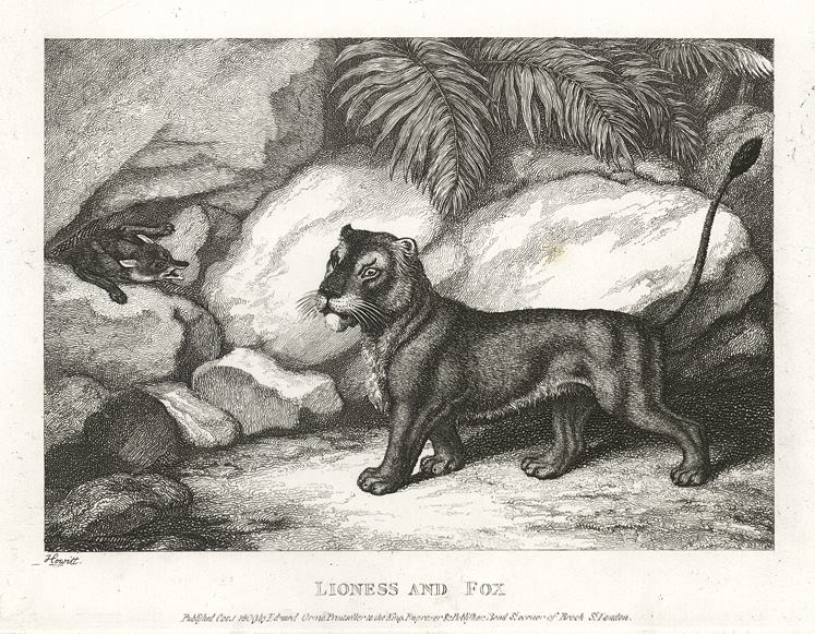 Lioness and Fox, Howitt, 1810