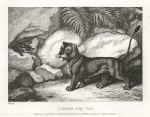 Lioness and Fox, Howitt, 1810