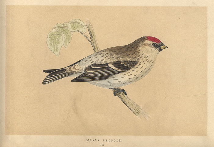 Mealy Redpole, Morris Birds, 1851