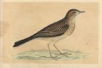 Richard's Pipit, Morris Birds, 1851