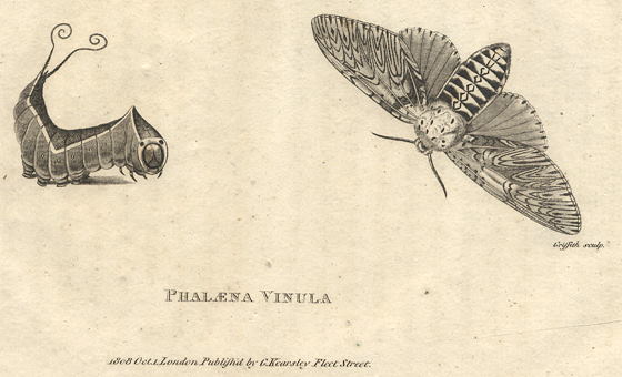 Moths, Phalaena Vinula, 1809