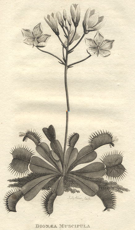 Venus Flytrap (Dionaea Muscipula), 1809