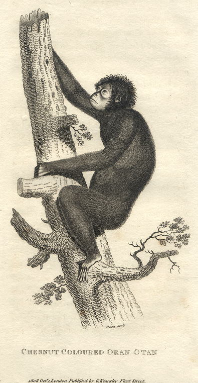 Orang-Utang, 1809