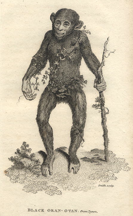 Black Orang-Utang, 1809