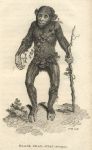 Black Orang-Utang, 1809