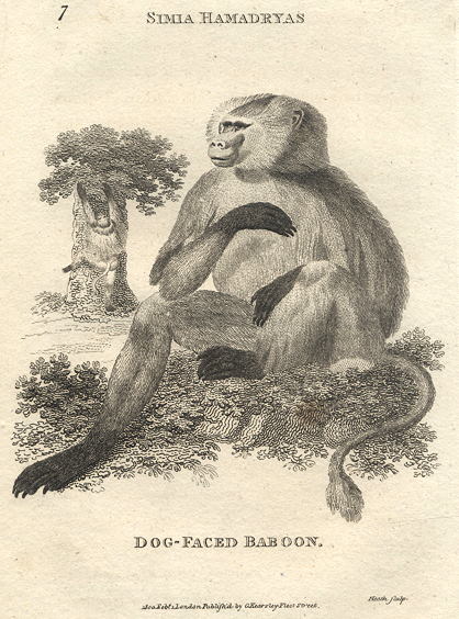 Dog-Faced Baboon, 1809