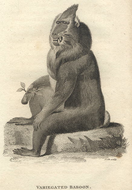 Variegated Baboon, 1809