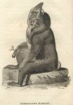 Variegated Baboon, 1809