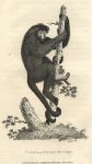 Spider Monkey, 1809