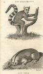 Rat Tailed Macauco & Slow Lemur, 1809