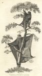 Flying Lemur, 1809