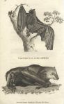 Vampire Bat, 1809