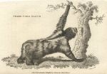 Three Toed Sloth, 1809