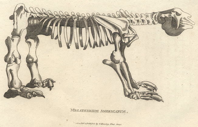 Megatherium Americanum skeleton (large extinct ground sloth), 1809