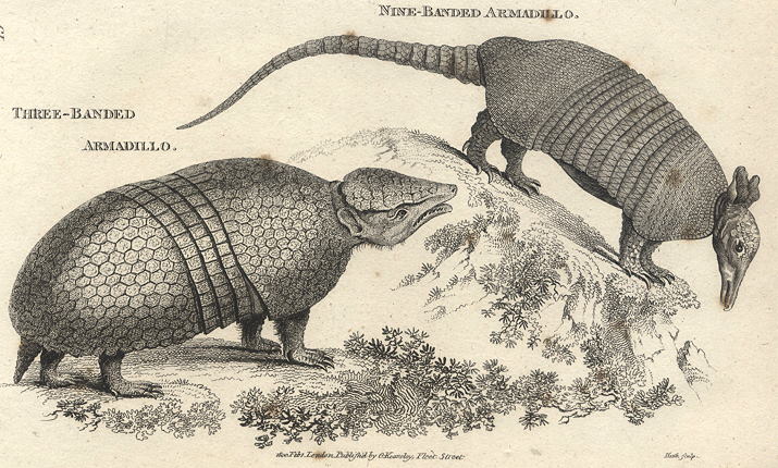 Armadillos, 1809