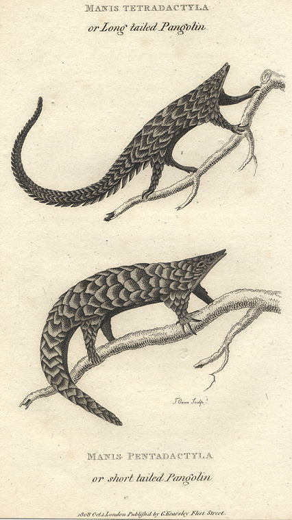 Pangolins, 1809