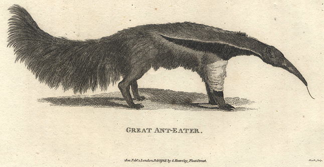 Great Anteater, 1809