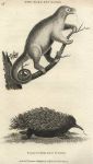 Anteaters, 1809