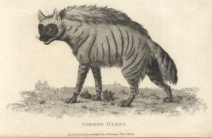 Striped Hyena, 1809