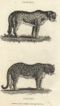 Leopard and Panther, 1809