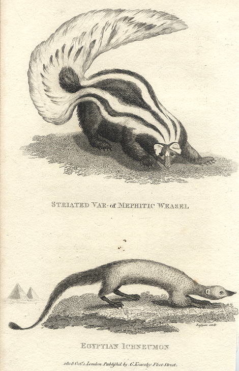 Weasel and Egyptian Ichneumon, 1809