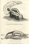 Weasel and Egyptian Ichneumon, 1809