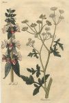 Herbs - All Heal & Amomum, 1812