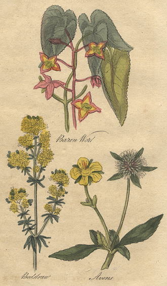 Herbs - Barrenwort, Avens, Bedstraw, 1812