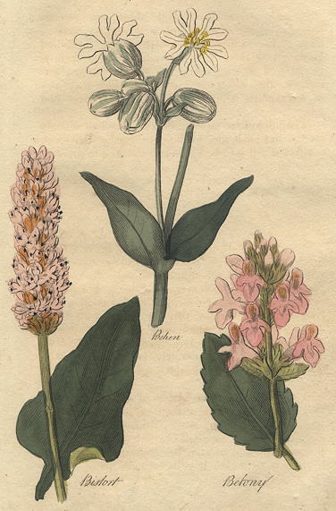 Herbs - Behen, Bistort & Betony, 1812