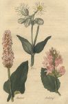 Herbs - Behen, Bistort & Betony, 1812