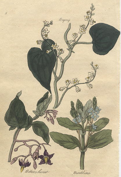 Herbs - Bryony, Bittersweet & Brooklime, 1812