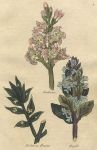 Herbs - Buckbean, Butchers Broom & Bugle, 1812