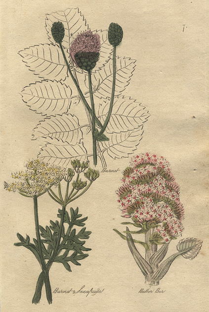 Herbs - Burnet, Burnet Saxafrage & Butterbur, 1812