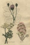 Herbs - Burnet, Burnet Saxafrage & Butterbur, 1812