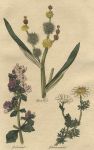 Herbs - Bur reed, Calamint & Camomile, 1812