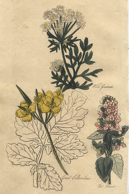 Herbs - Wild Carrot, Great Celandine & Catmint, 1812