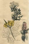 Herbs - Wild Carrot, Great Celandine & Catmint, 1812