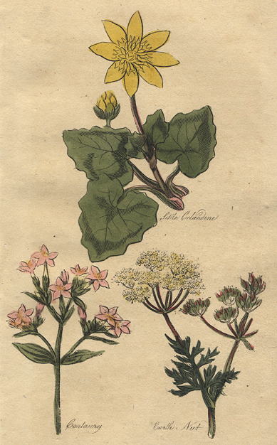 Herbs - Little Celandine, Centaury & Earth nut, 1812