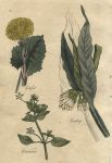 Herbs - Coltsfoot, Chickweed & Comfrey, 1812