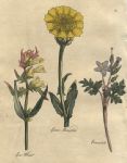 Herbs - Corn Marigold, Cow Wheat & Cranesbill, 1812